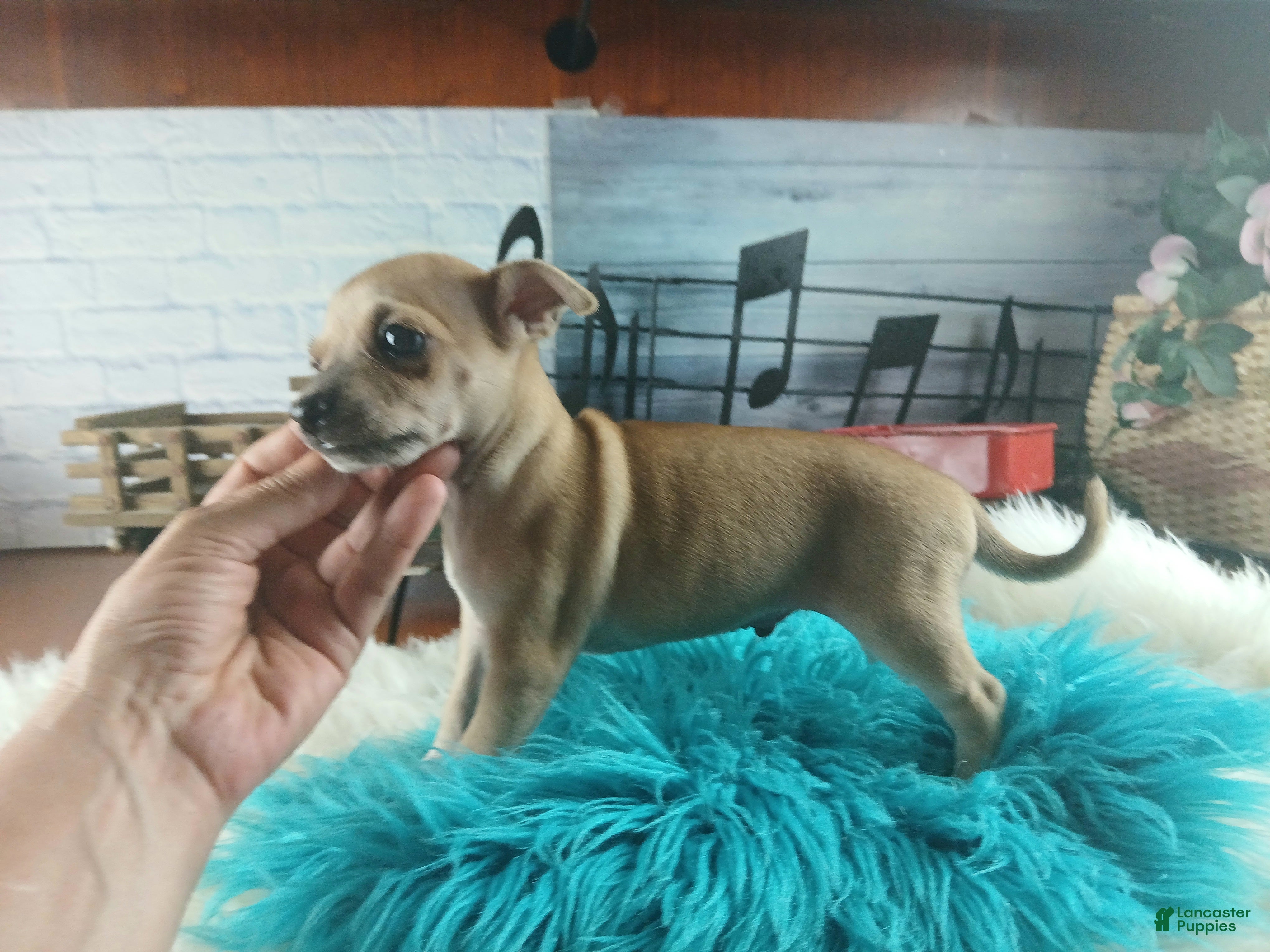 Chihuahua dogs Haleys fawn boy - Ad 14