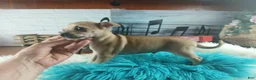 Chihuahua dogs for sale: Haleys fawn boy - Ad 1