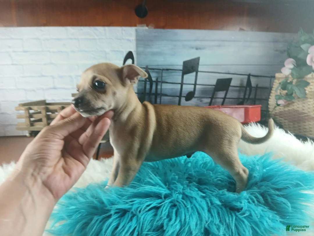 Chihuahua dogs for sale: Haleys fawn boy - Ad 1