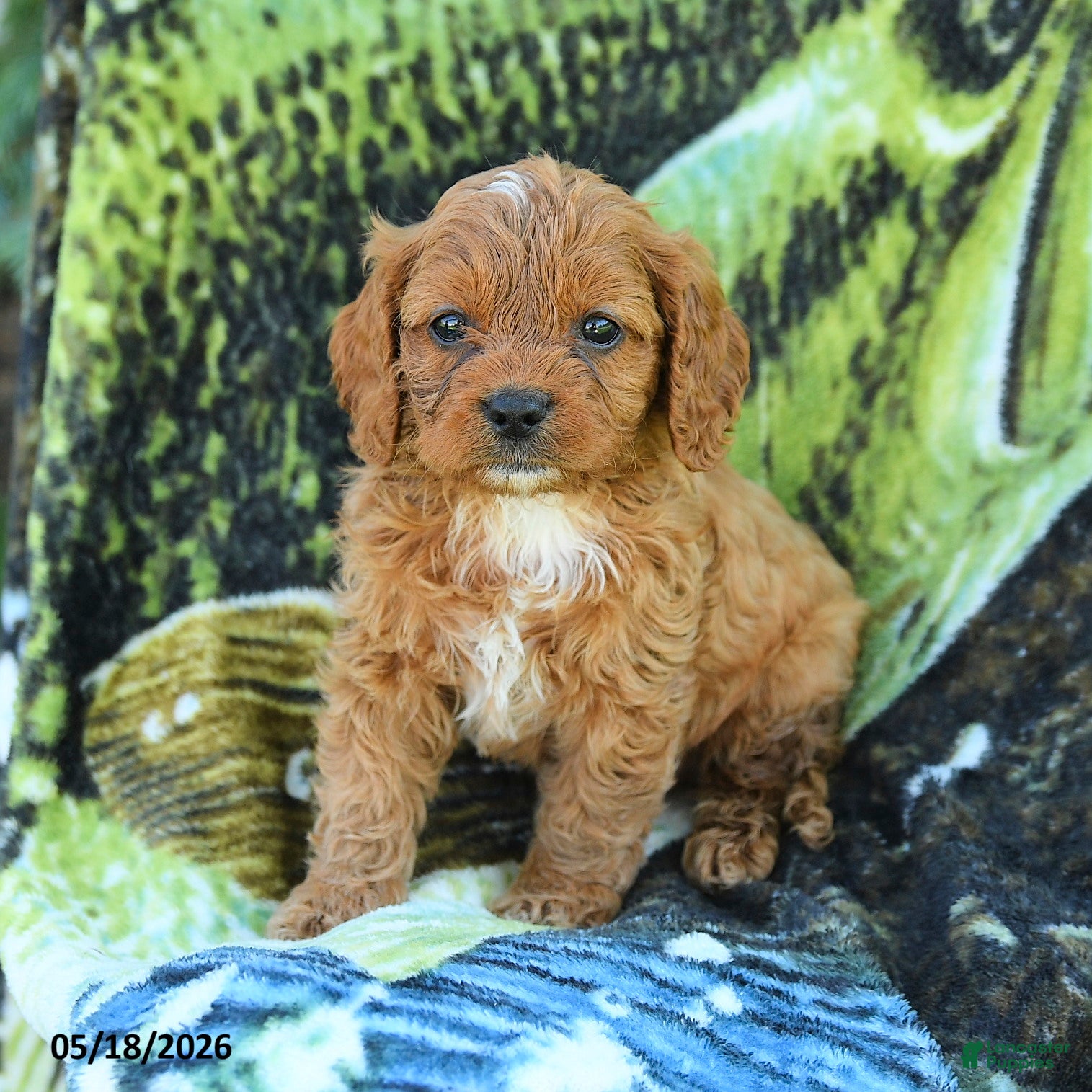 Cavapoo dogs for sale: Michael  - Ad 3