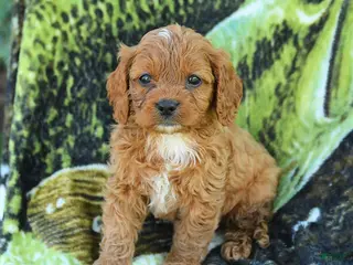 Cavapoo dogs for sale: Michael - Ad 3