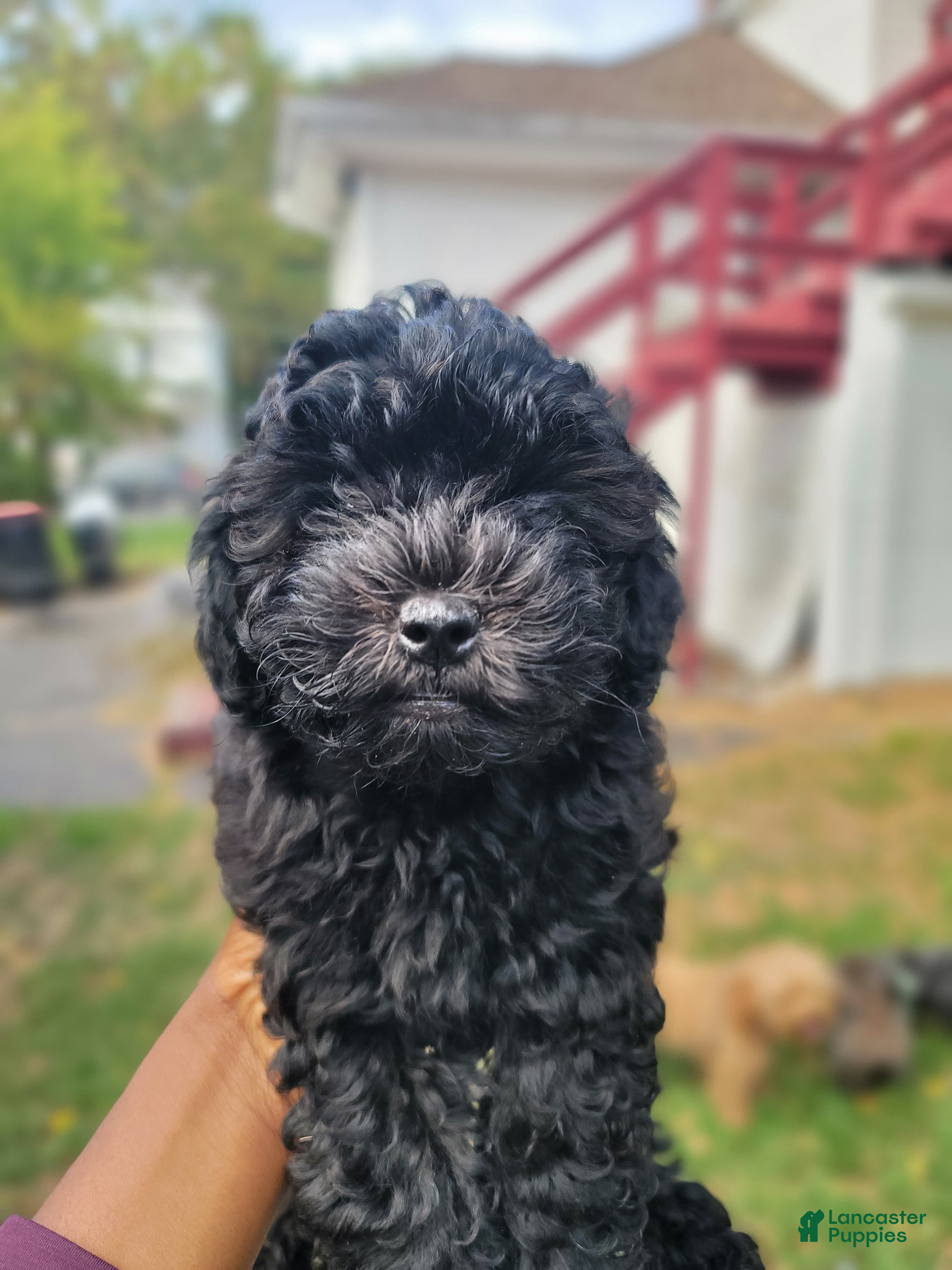 Shihpoo dogs Roxy - Ad 11