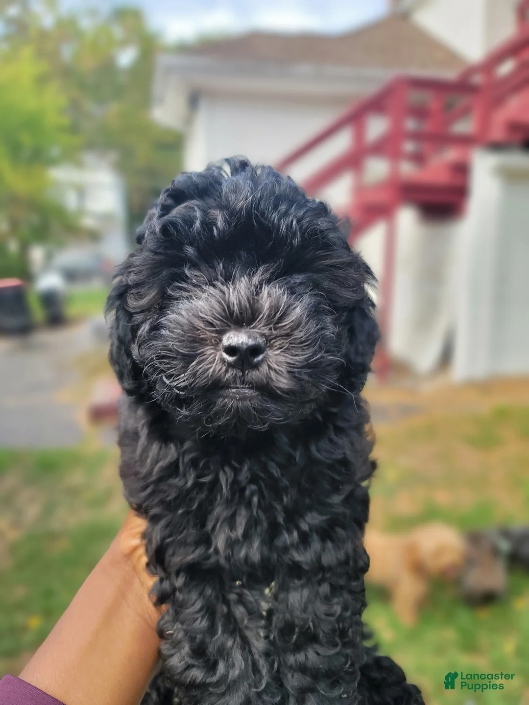 Shihpoo dogs for sale: Roxy - Ad 1