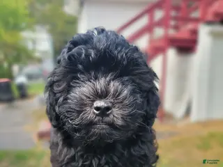 Shihpoo dogs Roxy - Ad 11