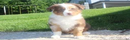 Australian Shepherd dogs for sale: Australian Shepherd Puppy 3 - Ad 2