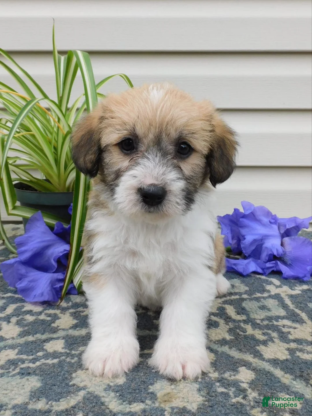Corgipoo dogs for sale: Logan  - Ad 1