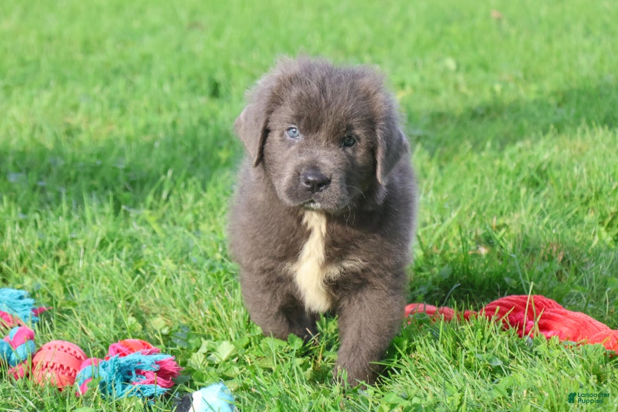Newfoundland dogs Durango - Ad 1