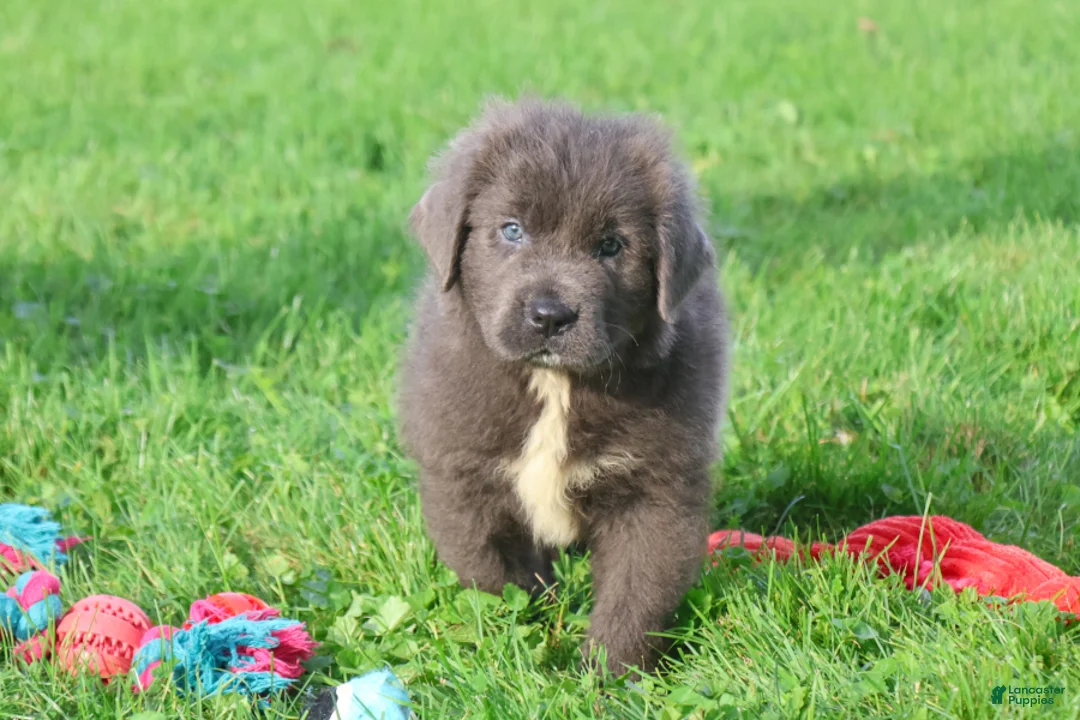 Newfoundland dogs for sale: Durango - Ad 1