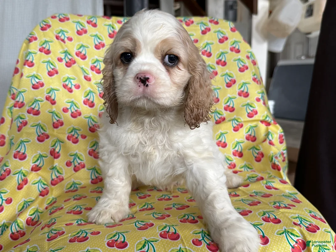 Cocker Spaniel dogs for sale: Franky - Ad 4