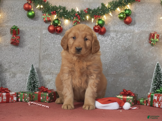 Golden Retriever dogs Della - Ad 12