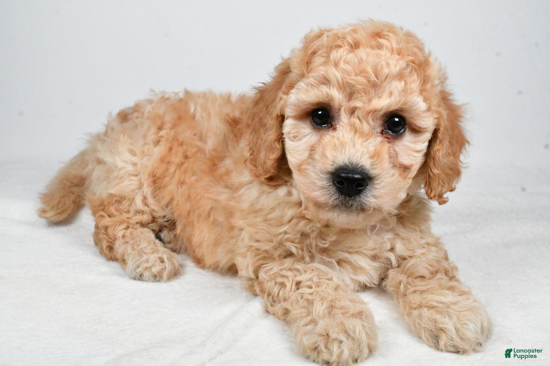 Bichpoo dogs for sale: Remy - Ad 5