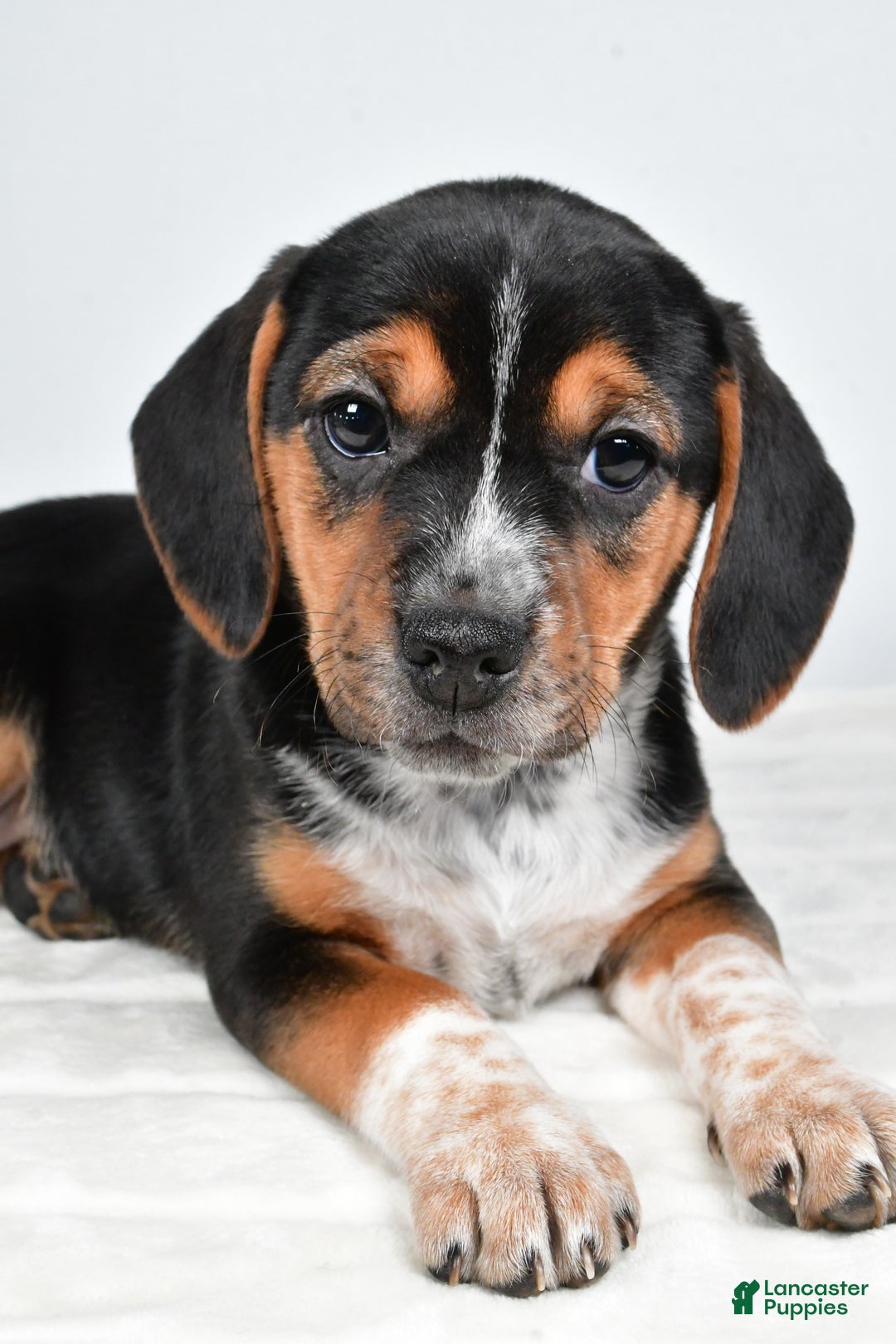 Beagle dogs for sale: Ann - Ad 6