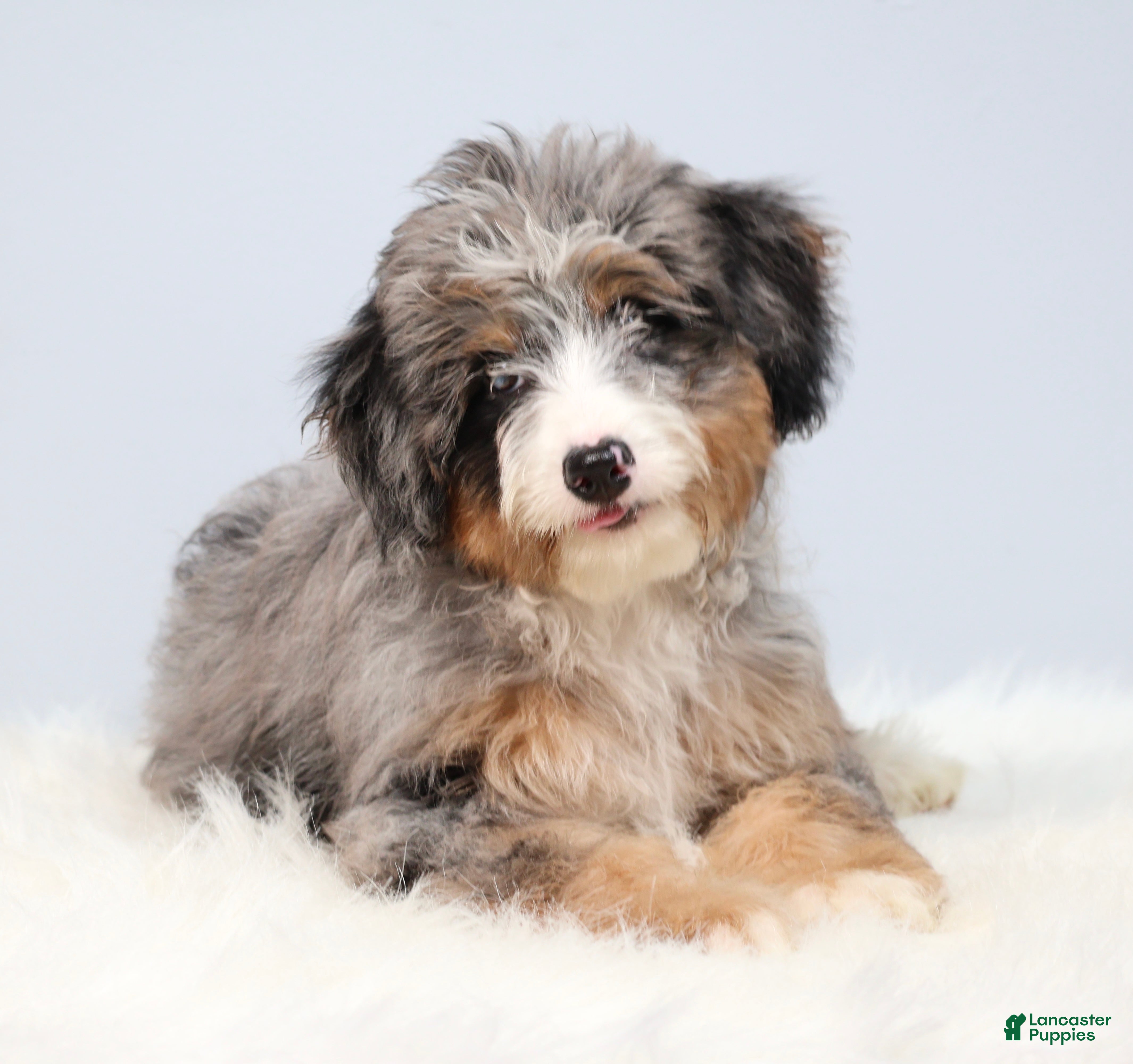Mini Bernedoodle dogs for sale: Fern  - Ad 1