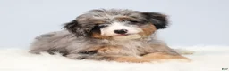 Mini Bernedoodle dogs for sale: Fern  - Ad 7