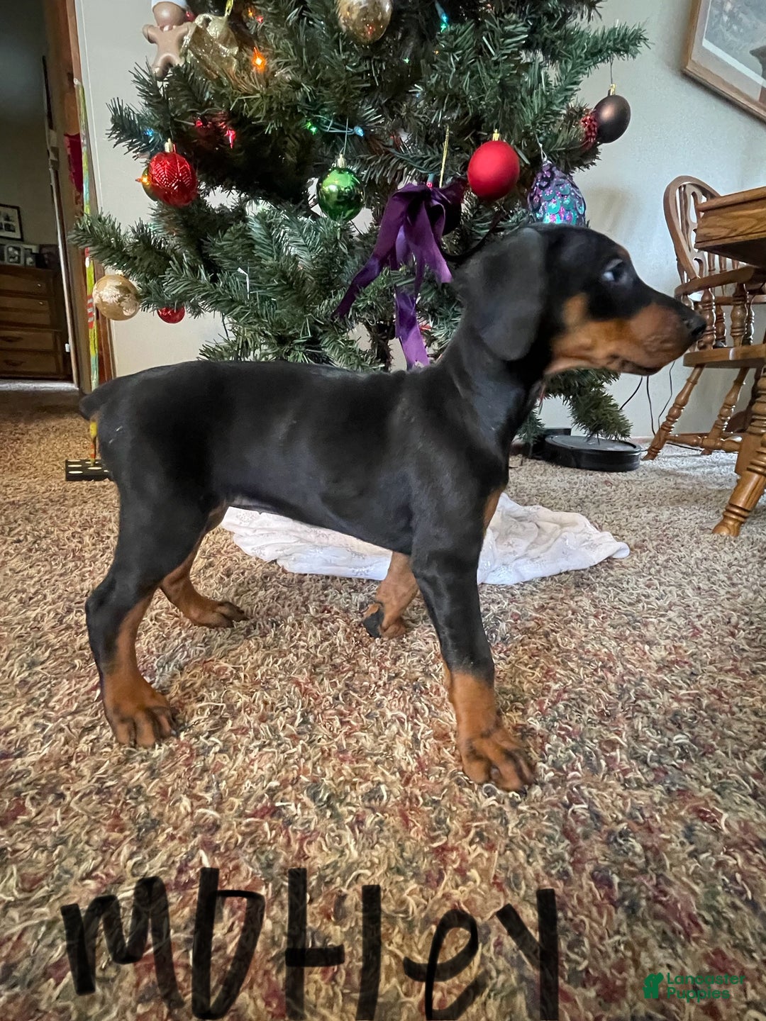Doberman Pinscher dogs for sale: Motley - Ad 9