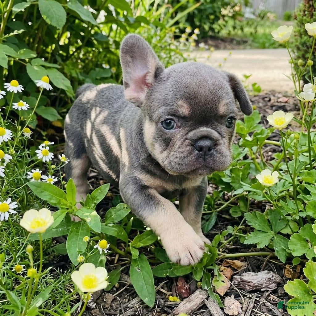 French Bulldog dogs BiBi - Ad 18