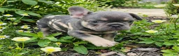 French Bulldog dogs for sale: BiBi - Ad 1