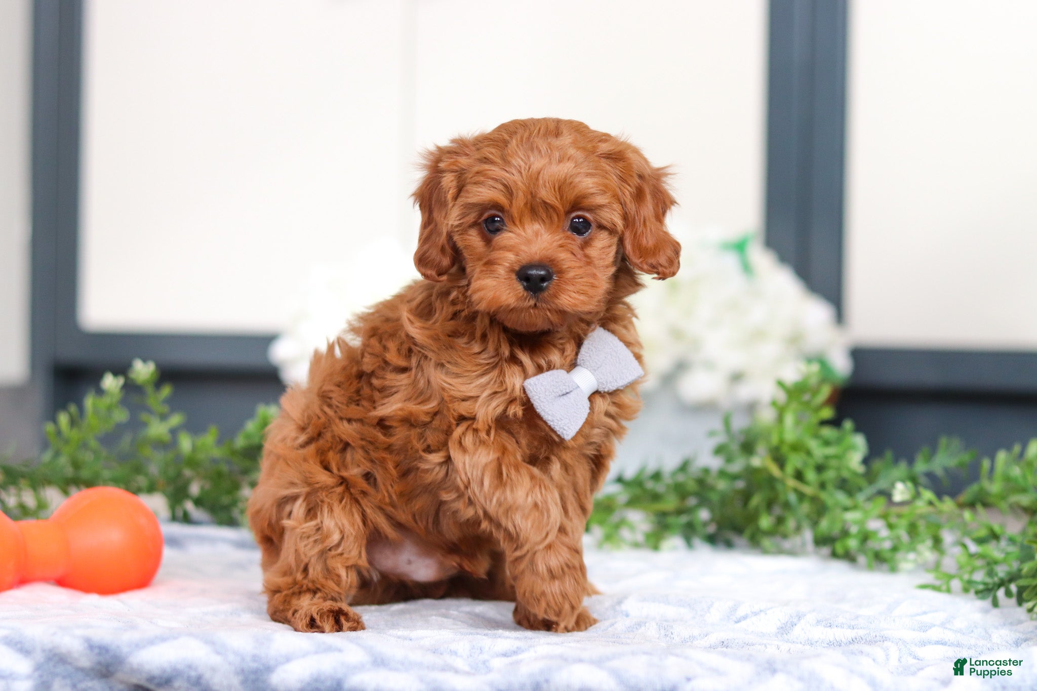 Cavapoo dogs Irwin - Ad 2