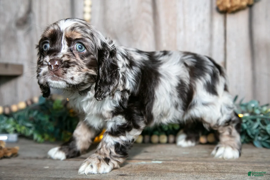 Cocker Spaniel dogs for sale: Cleo - Ad 1