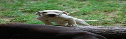 Labrador Retriever dogs for sale: Labrador Retriever 4 Amy - Ad 5