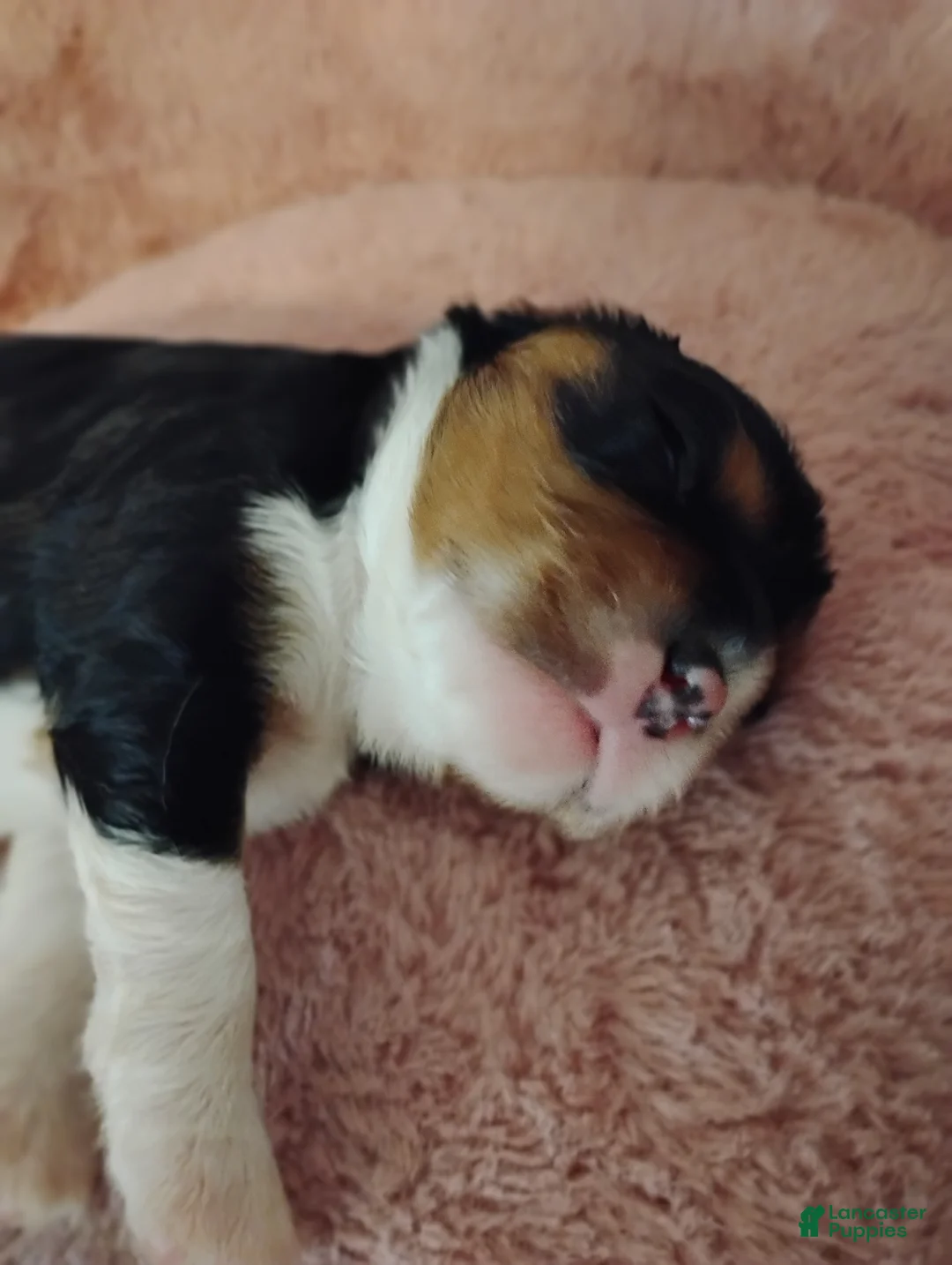 Cavalier King Charles Spaniel dogs for sale: Toby - Ad 2