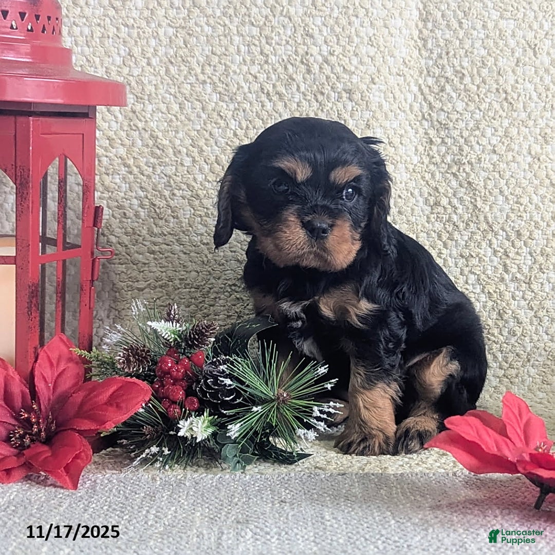 Cavalier King Charles Spaniel dogs for sale: Bell  - Ad 5