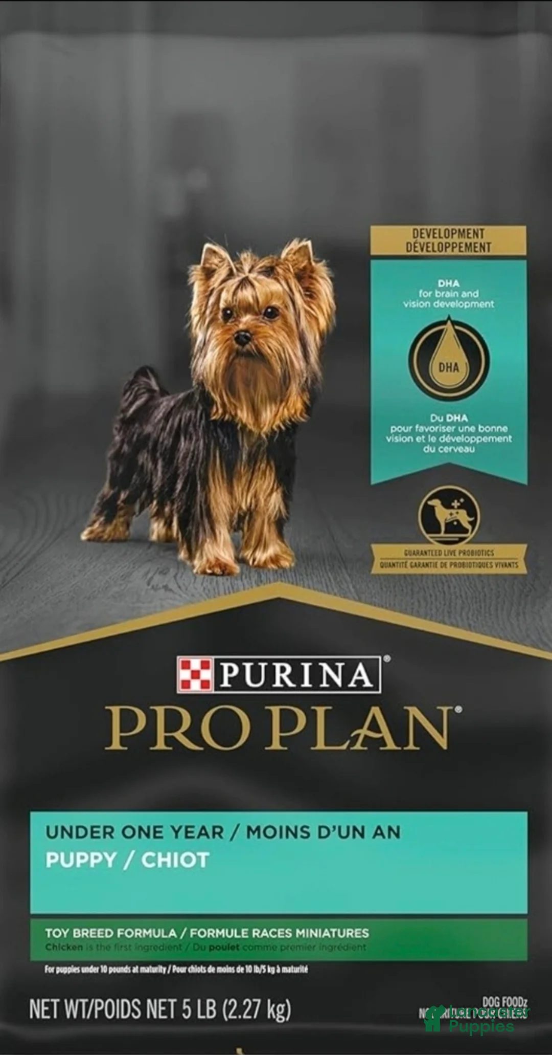 Shorkie dogs for sale: Bailey  - Ad 2