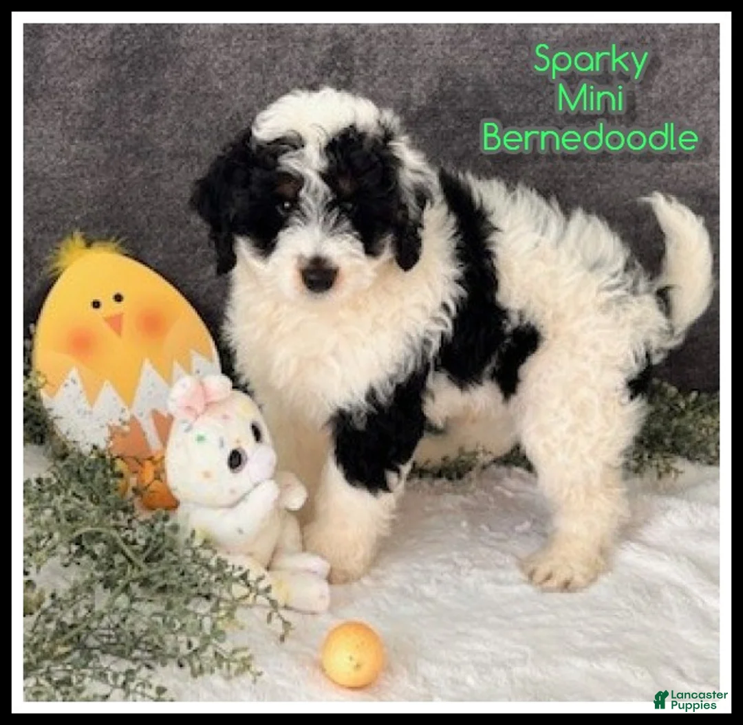 Mini Bernedoodle dogs for sale: Sparky - Ad 1
