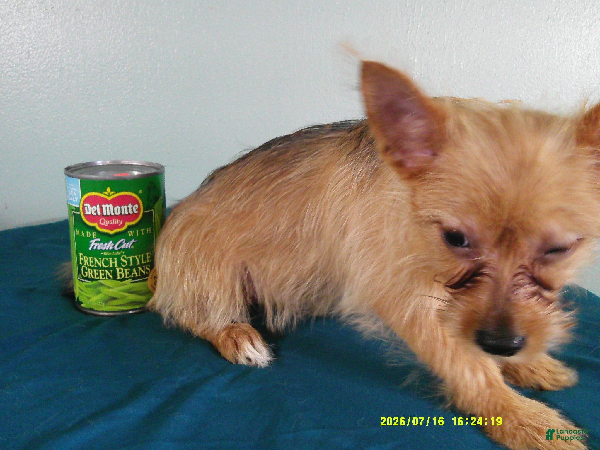 Mixed Breed dogs Charlotte - Ad 2