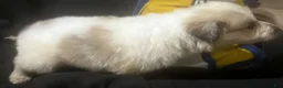 Great Pyrenees dogs for sale: Duke - Ad 3