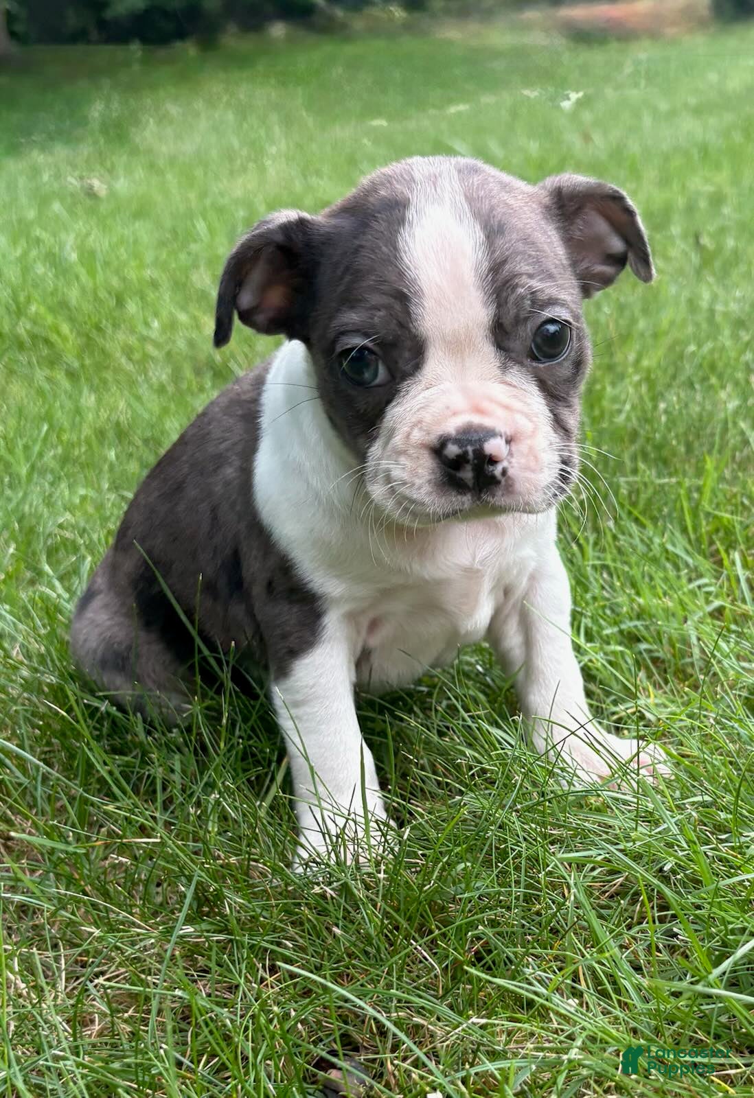 Boston Terrier dogs Boston Terrier puppies - Ad 1