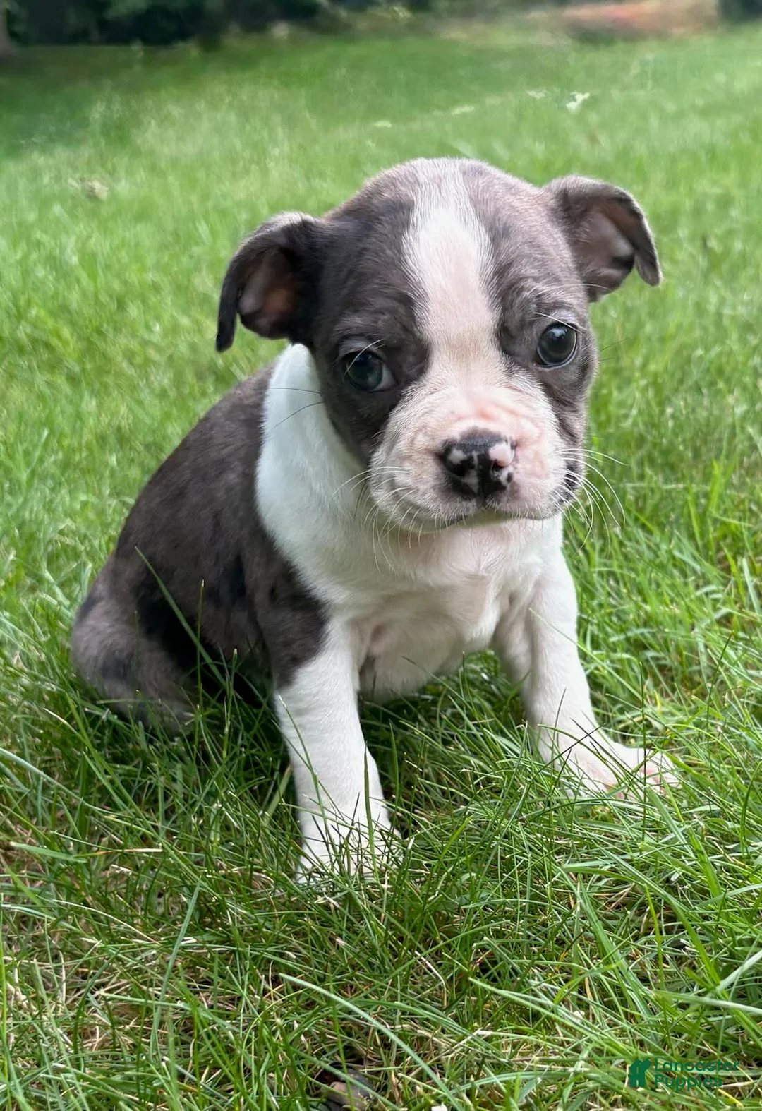 Boston Terrier dogs for sale: Boston Terrier puppies - Ad 1