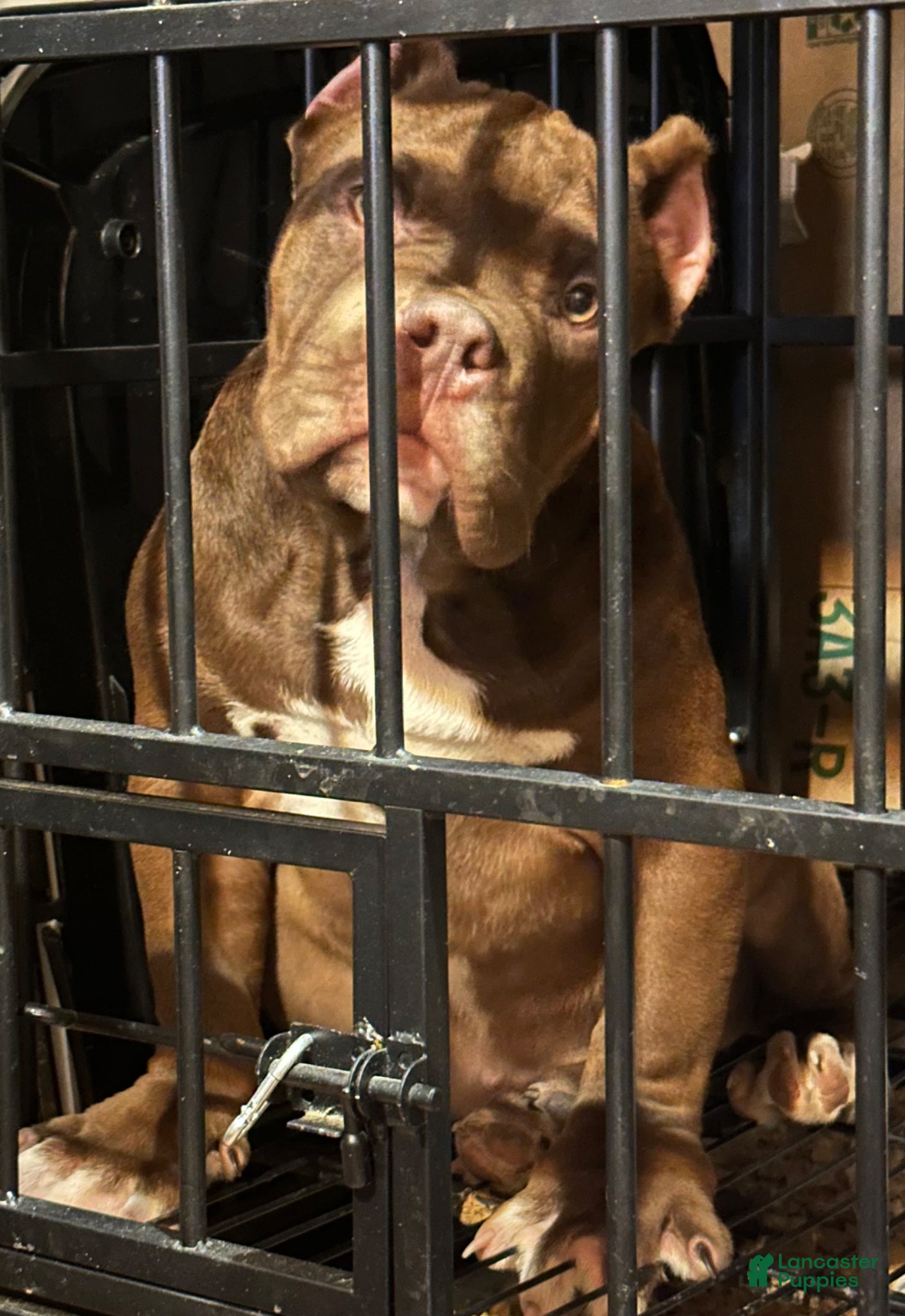 American Bully dogs Jax - Ad 2