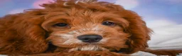 Cavapoo dogs for sale: Clifford - Ad 9