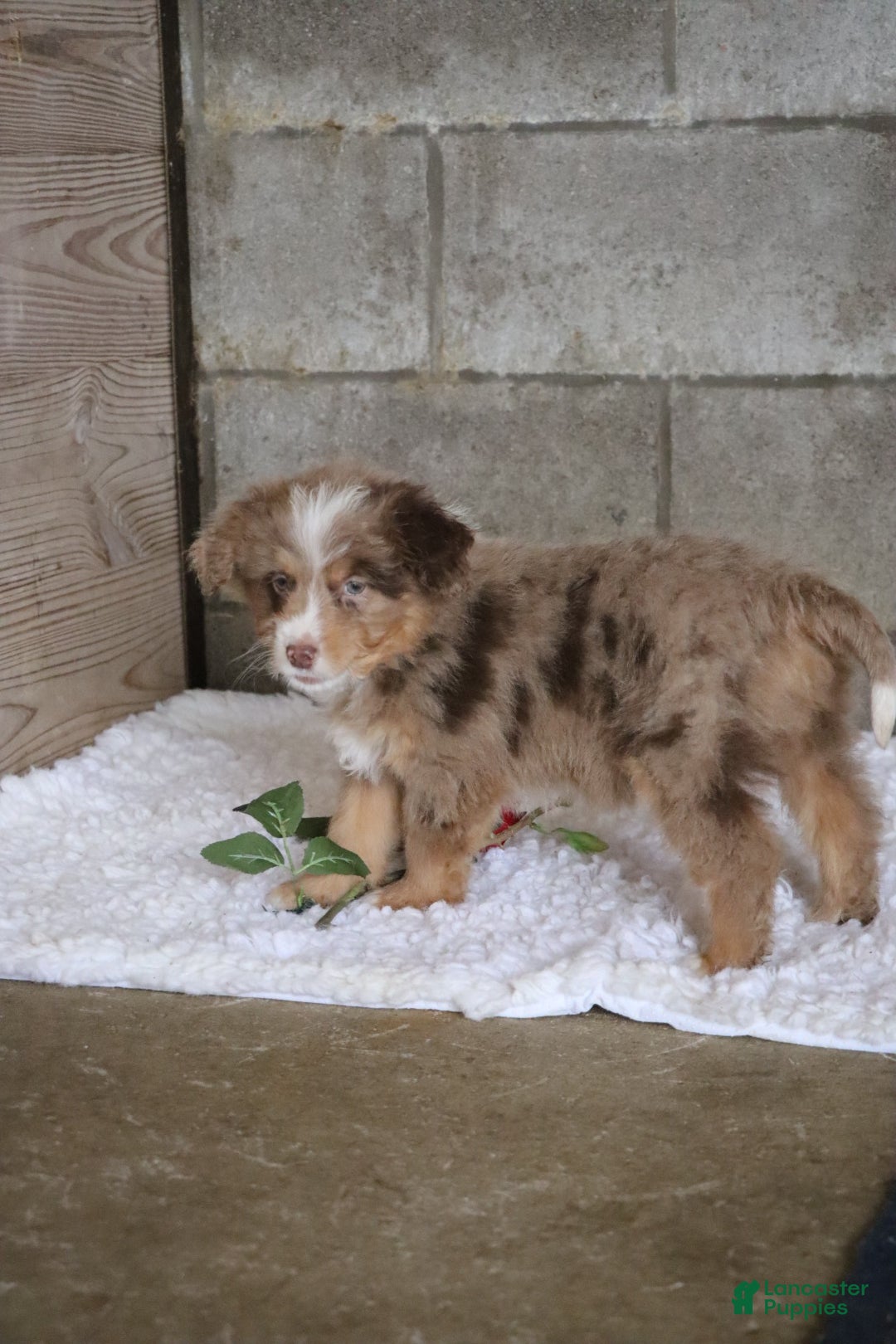 Mixed Breed dogs for sale:  chase - Ad 10