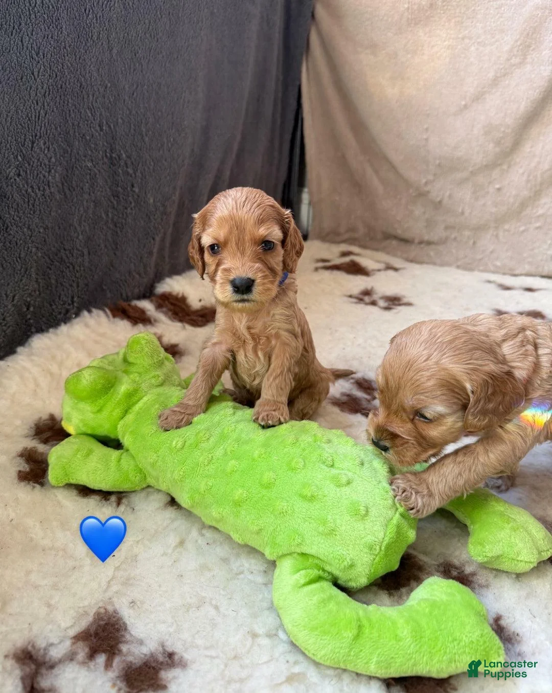 Cavapoo dogs for sale: Britney  - Ad 18