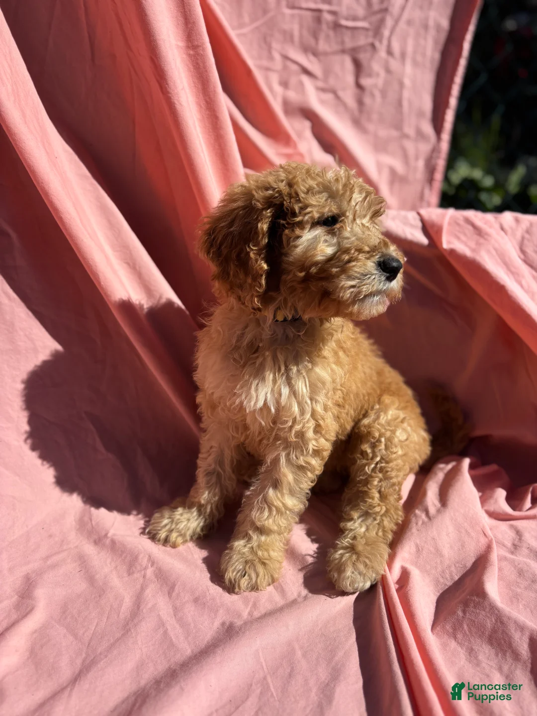 Bernedoodle dogs for sale: Bernedoodle Puppy 3 - Ad 1