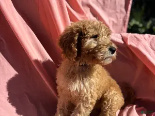 Bernedoodle dogs for sale: Bernedoodle Puppy 3 - Ad 2