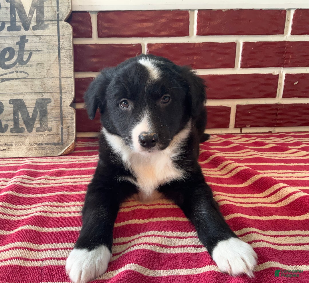 Mixed Breed dogs for sale: Fannie - Ad 4