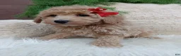 Bichpoo dogs for sale:  Champ  - Ad 3