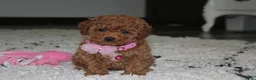 Toy Poodle dogs for sale: Bella - Ad 11