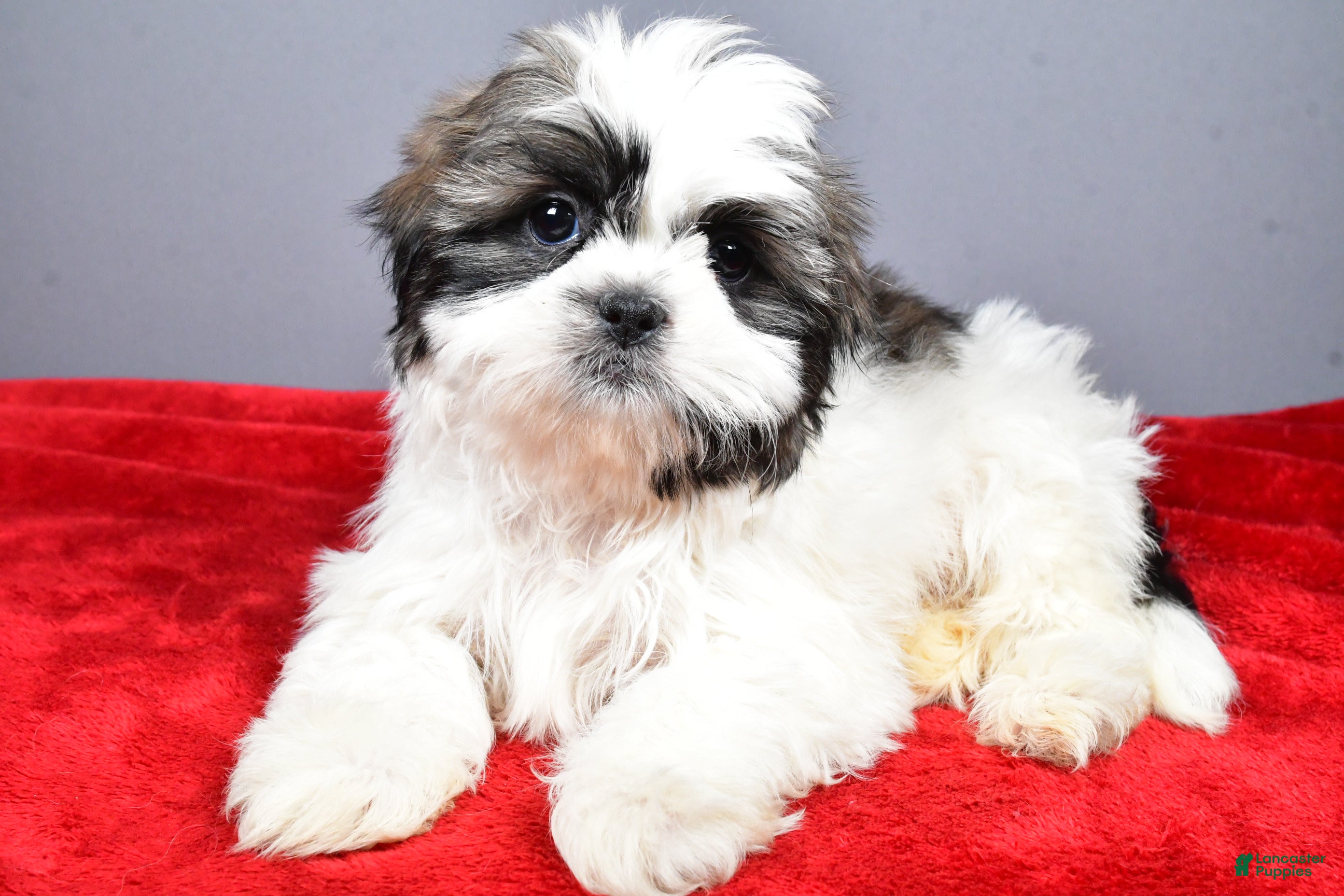 Shih Tzu dogs Neal - Ad 2