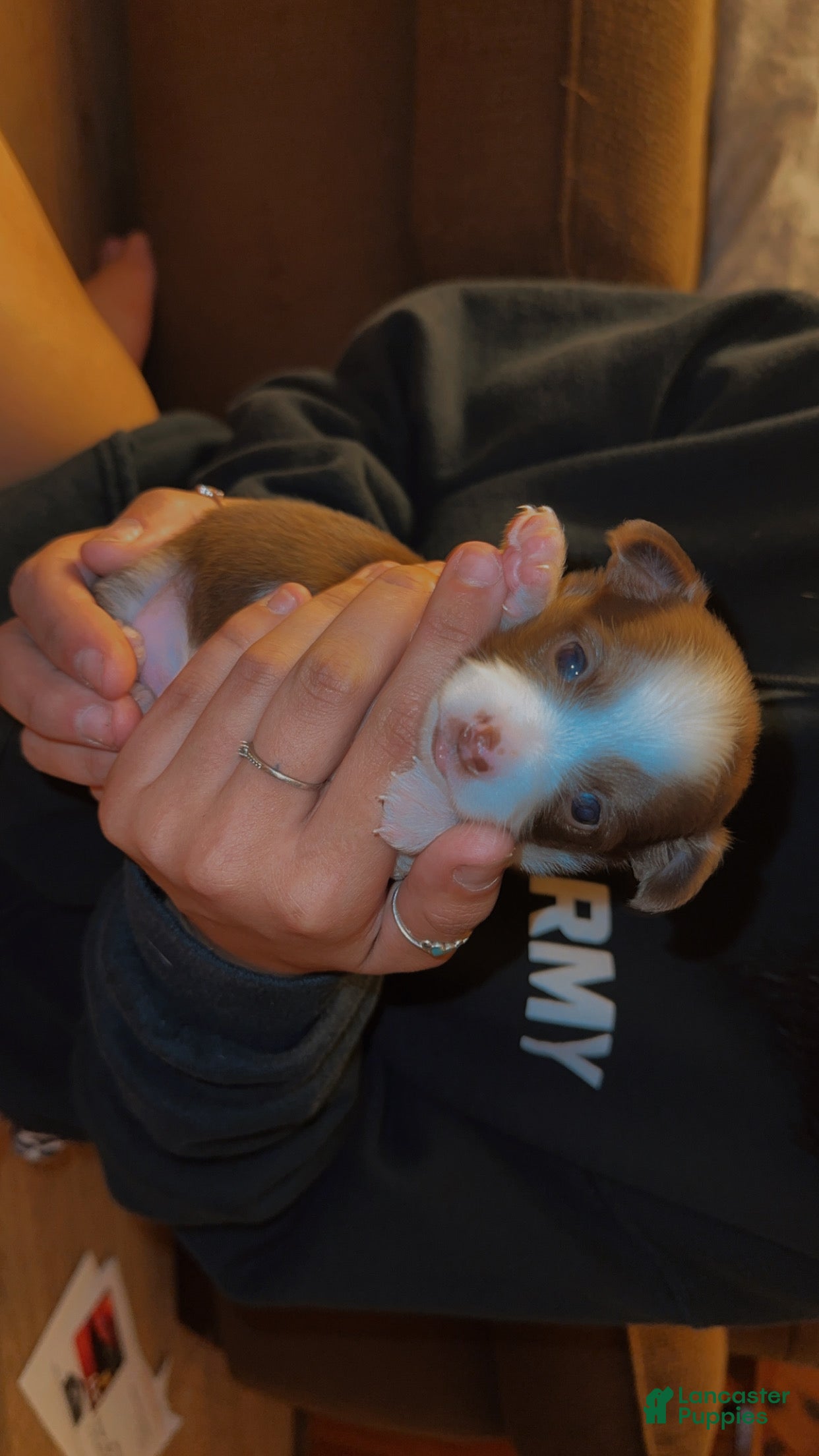 Chihuahua dogs Bronzy  - Ad 12