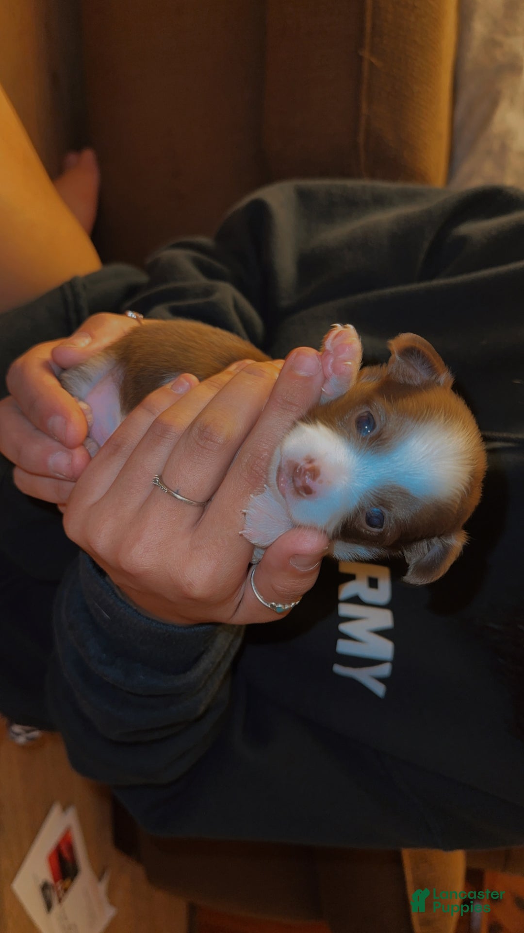 Chihuahua dogs for sale: Bronzy  - Ad 1