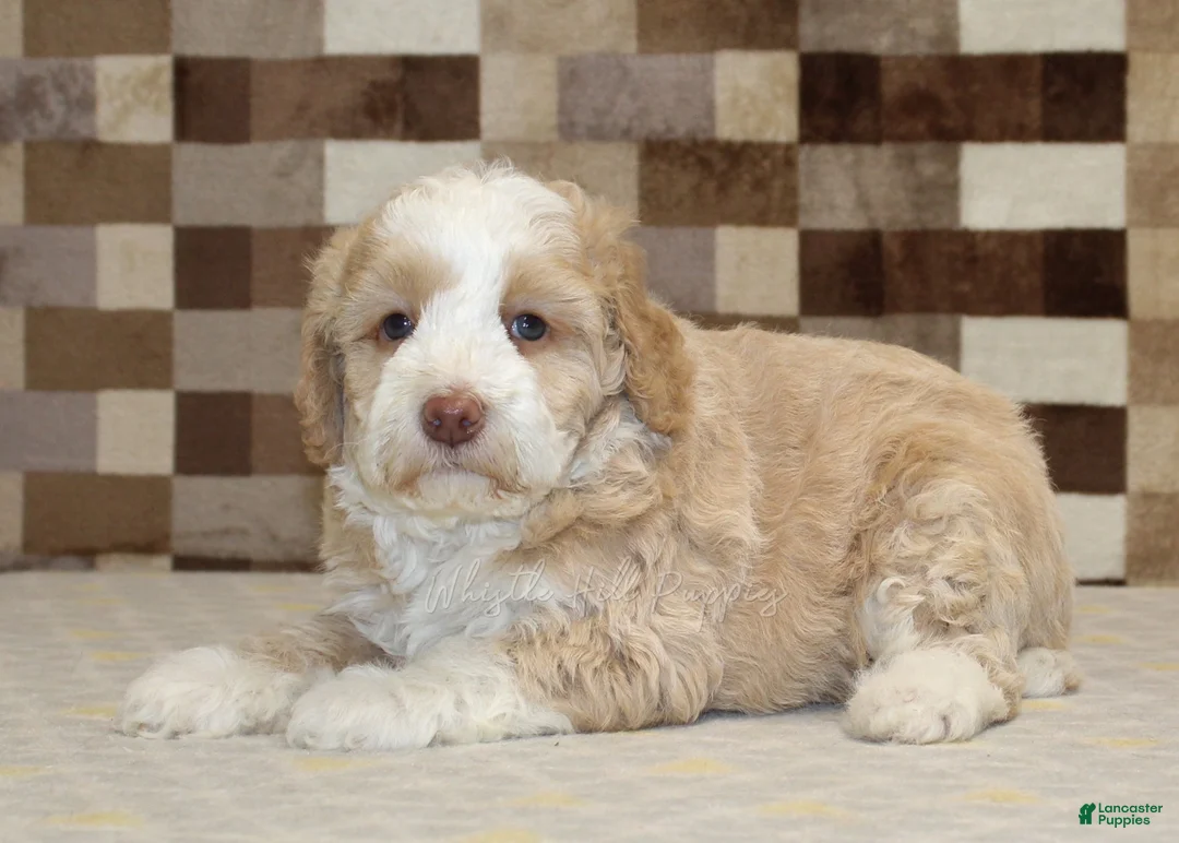 Mini Bernedoodle dogs for sale: Hank - Ad 2