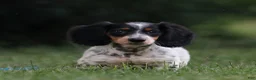 Miniature Dachshund dogs for sale: Duke Miniature Dachshund Puppy  - Ad 5