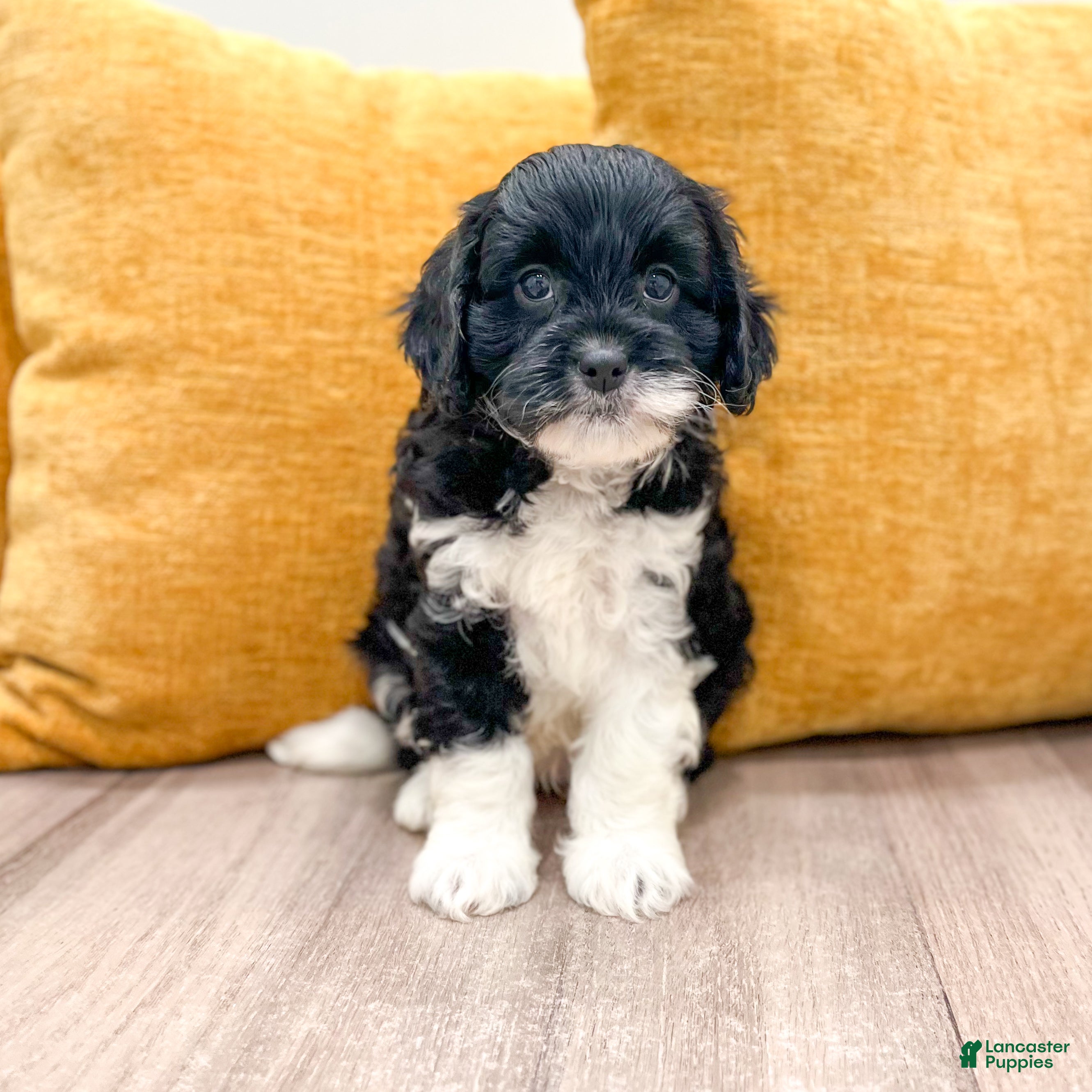 Cavapoo dogs Iris - Ad 1