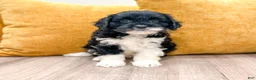 Cavapoo dogs for sale: Iris - Ad 1
