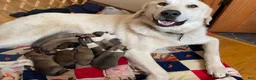Mixed Breed dogs for sale: Sweetness $150 - Ad 16