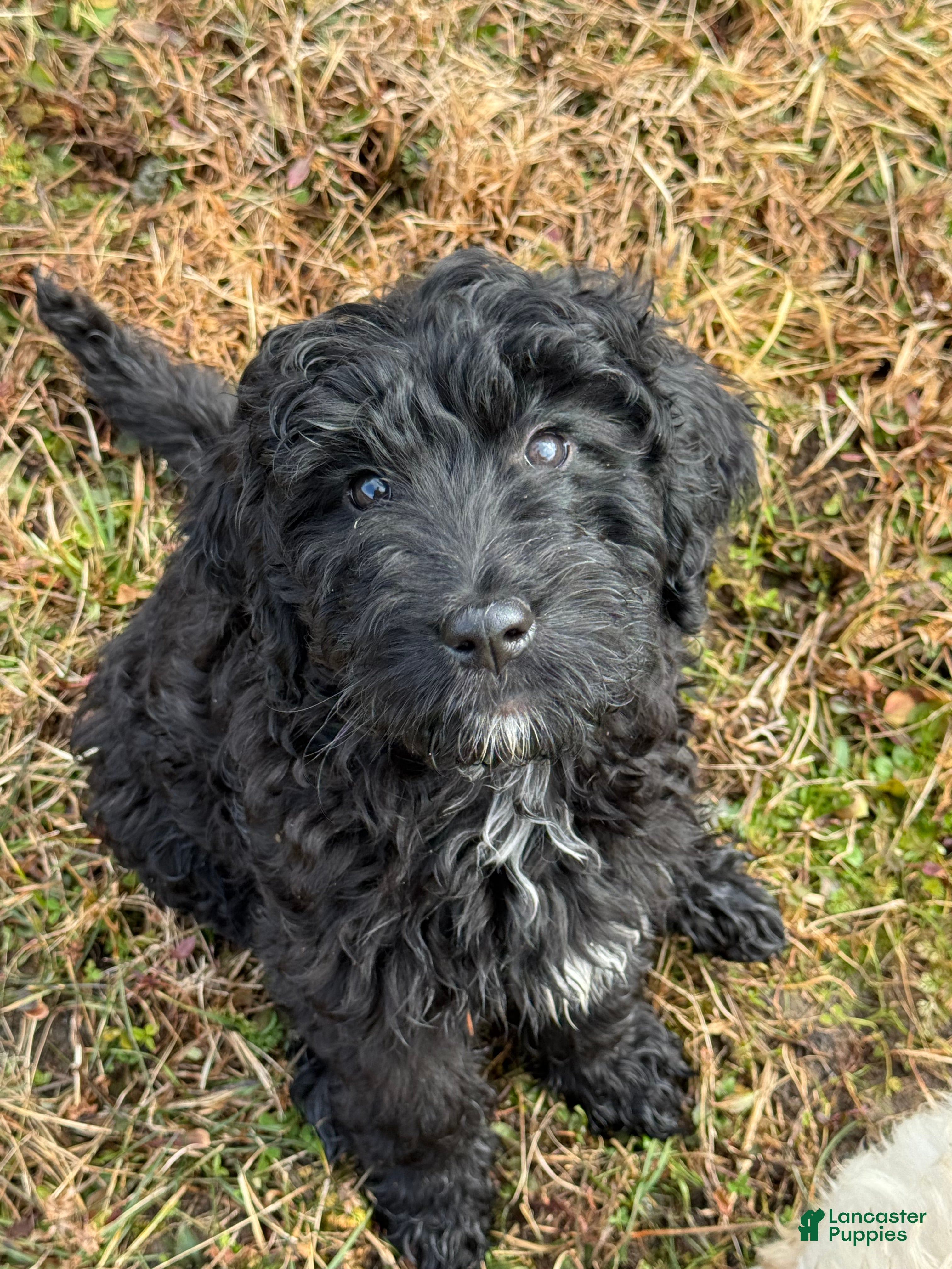 Goldendoodle dogs 🐾 Quinn – Sweet, Gentle & Always Close By 🐾 - Ad 2